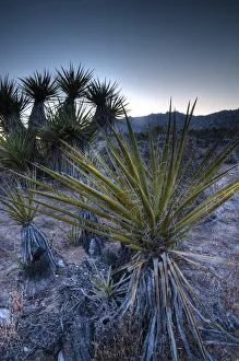 USA, California, Mojave National Preserve USA, California, Mojave National Preserve
