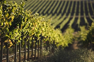 USA, California, Napa Valley, Napa, Vineyard USA, California, Napa Valley, Napa, Vineyard