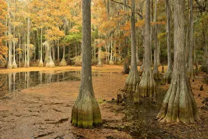 USA, Florida, Tallahassee, Panhandle, Tallahasse Museum, Cedar swamp USA, Florida, Tallahassee, Panhandle, Tallahasse Museum, Cedar swamp