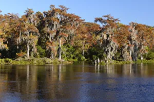 USA, Florida, Wakulla Springs State Park, River USA, Florida, Wakulla Springs State Park, River