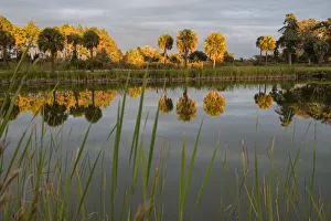 USA, Georgia, Cumberland Island, coastyal pond on island at sunset USA, Georgia, Cumberland Island, coastyal pond on island at sunset