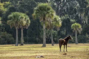 USA, Georgia, Cumberland Island, pony on meadow in the park USA, Georgia, Cumberland Island, pony on meadow in the park