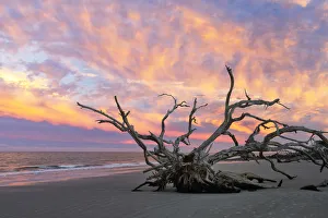 USA, Georgia ,Jekyll Island, Driftwood beach USA, Georgia ,Jekyll Island, Driftwood beach