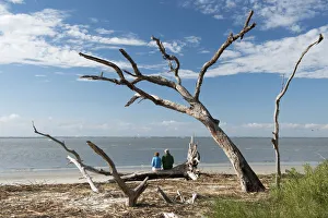 USA, Georgia, the south, southern, Jekyll Island, Driftwood Beach, coast, golden isles USA, Georgia, the south, southern, Jekyll Island, Driftwood Beach, coast, golden isles