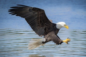 USA, Louisiana, Houmas, Bald Eagle, Haliaeetus leucocephalus USA, Louisiana, Houmas, Bald Eagle, Haliaeetus leucocephalus
