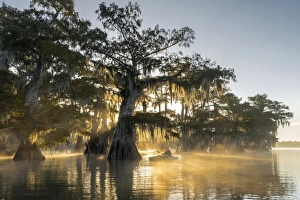 USA, Louisiana, Jefferson Parish, St.Martinville, Lake Fausse USA, Louisiana, Jefferson Parish, St.Martinville, Lake Fausse