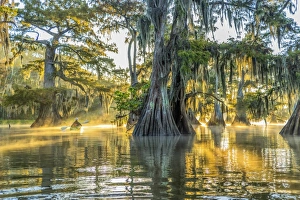 USA, Louisiana, Lake Fausse Pointe State Park is located in Iberia Parish, Louisiana and St USA, Louisiana, Lake Fausse Pointe State Park is located in Iberia Parish, Louisiana and St