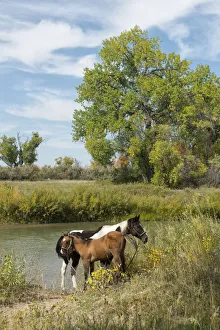 USA, Montana, Crow Indian Reservation, Great plains, horses at the Little big horn river USA, Montana, Crow Indian Reservation, Great plains, horses at the Little big horn river