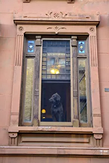 USA, New York, Brooklyn, Park Slope, Dog in window USA, New York, Brooklyn, Park Slope, Dog in window