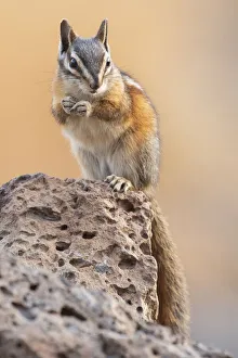 USA, Oregon, Bend, Neotamias minimus, Least Chipmunk USA, Oregon, Bend, Neotamias minimus, Least Chipmunk