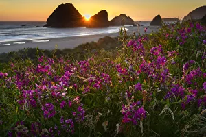 USA, Oregon, Oregon Coast, Pistol River, coastline and summer bloom USA, Oregon, Oregon Coast, Pistol River, coastline and summer bloom
