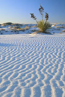 USA, Southwest; New Mexico, Otero County, Alamogordo, White Sands National Monument USA, Southwest; New Mexico, Otero County, Alamogordo, White Sands National Monument