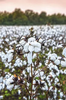 USA, Statesboro, Georgia, Cotton Field, Autumn USA, Statesboro, Georgia, Cotton Field, Autumn