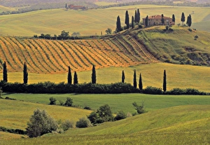 Val d'Orcia Print - Tuscany Landscape