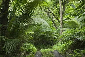 Vanuatu, Tanna Island Port Resolution, Jungle Road to Port Resolution