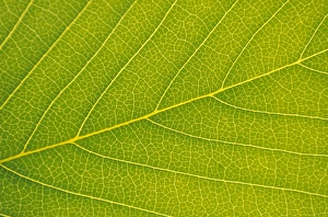 Photosynthesis Process Prints: Veins of Leaf