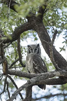 Verreaux's (Giant) Eagle Owl (Bubo lacteus), Khwai, Botswana, Africa Verreaux's (Giant) Eagle Owl (Bubo lacteus), Khwai, Botswana, Africa