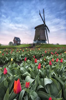 View of multicolored fields of tulips and windmills at spring Berkmeer Koggenland View of multicolored fields of tulips and windmills at spring Berkmeer Koggenland