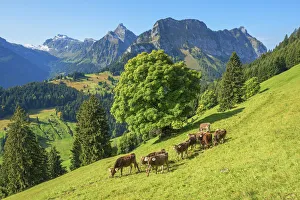 View at Obersee mountain range with cows at Glarner alps at fall, Glarus, Switzerland View at Obersee mountain range with cows at Glarner alps at fall, Glarus, Switzerland