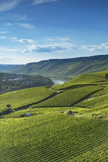 View of vineyards and River Moselle, Bernkastel-Kues, Rhineland-Palatinate, Germany View of vineyards and River Moselle, Bernkastel-Kues, Rhineland-Palatinate, Germany
