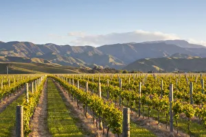 Vine rows and dramatic landscape illuminated at sunset, Blenheim, Marlborough, South Vine rows and dramatic landscape illuminated at sunset, Blenheim, Marlborough, South