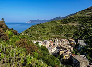 Vineyard in Manarola, Cinque Terre, UNESCO World Heritage Site, Liguria, Italy Vineyard in Manarola, Cinque Terre, UNESCO World Heritage Site, Liguria, Italy
