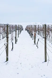 Vineyard on rolling hills in winter, near Sardice, Hodonin District, South Moravian Region, Czech Republic Vineyard on rolling hills in winter, near Sardice, Hodonin District, South Moravian Region, Czech Republic
