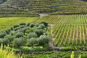 Vineyards and olive groves at Vila Nova de Foz Coa. Alto Douro Vineyards and olive groves at Vila Nova de Foz Coa. Alto Douro