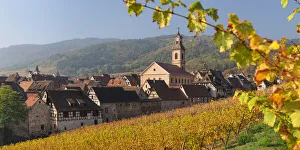 Vineyards around Riquewhir in autumn; Alsace, Alsatian Wine Route, Haut-Rhin, France Vineyards around Riquewhir in autumn; Alsace, Alsatian Wine Route, Haut-Rhin, France