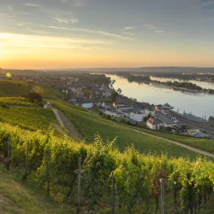 Vineyards and River Rhine at sunrise, Rudesheim, Rhineland-Palatinate, Germany Vineyards and River Rhine at sunrise, Rudesheim, Rhineland-Palatinate, Germany