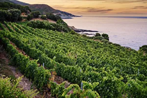 Vineyards by the sea at sunset, Corsica, France Vineyards by the sea at sunset, Corsica, France