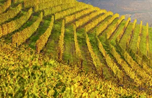 Vineyards At Sunset Prints: Vineyards around Serralunga DAoAlba at sunset during autumn