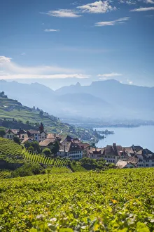 Vineyards above Vevey, Lake Geneva, Vaud, Switzerland Vineyards above Vevey, Lake Geneva, Vaud, Switzerland