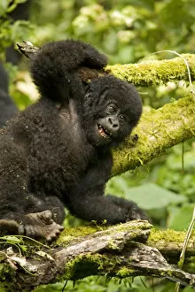 Related Images Collection: Virunga, Rwanda. A playful baby gorilla wrestles with its siblings