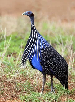 Vulturine Guineafowl (Acryllium vulturinum), Samburu National Reserve, Kenya Vulturine Guineafowl (Acryllium vulturinum), Samburu National Reserve, Kenya