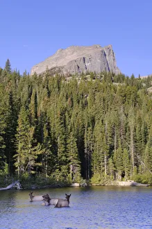 Wapiti Deer, Bear Lake and Hallet Peak, Rocky Mountain National Park, Estes Park Wapiti Deer, Bear Lake and Hallet Peak, Rocky Mountain National Park, Estes Park