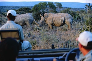 Watching White rhino from the safety of a game-viewing Watching White rhino from the safety of a game-viewing