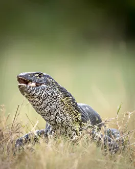 Water Monitor Lizard with egg, Moremi Game Reserve, Okavango Delta, Botswana Water Monitor Lizard with egg, Moremi Game Reserve, Okavango Delta, Botswana