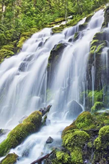 American Nature Landscapes Prints: Waterfall Upper Proxy Falls - USA, Oregon, Lane, Upper Proxy Falls - Cascade Range