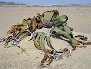 A Welwitschia mirabilis plant grows in sandy soil in A Welwitschia mirabilis plant grows in sandy soil in
