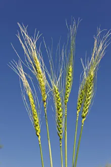 Mauricio Abreu Photography Prints: Wheat