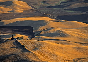 Rural Landscape Pictures Prints: Wheat Fields