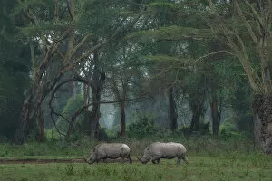 Nakuru Collection: White rhino in Lake Nakuru National Park, Kenya