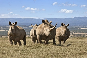 White rhinos in Solio Game Ranch with the Aberdare Mountains in the background White rhinos in Solio Game Ranch with the Aberdare Mountains in the background