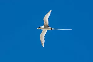 Related Images Collection: White-tailed tropicbird (Phaethon lepturus), Fregate Island, Seychelles