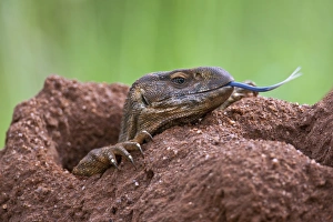 A white-throated savanna monitor lizard flicks out its long blue forked tongue A white-throated savanna monitor lizard flicks out its long blue forked tongue