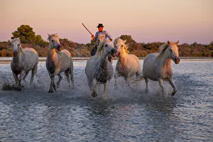 White Wild Horses of Camargue running on water, Aigues Mortes, Southern France White Wild Horses of Camargue running on water, Aigues Mortes, Southern France
