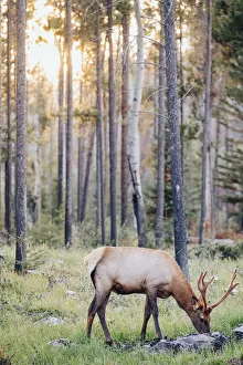 Wild Elk in Jasper National Park at sunset. Canadian Rockies, Alberta, Canada Wild Elk in Jasper National Park at sunset. Canadian Rockies, Alberta, Canada