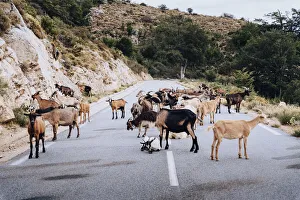 wild goats and sheep on the road near the Plateau de Coscione, Corsica wild goats and sheep on the road near the Plateau de Coscione, Corsica