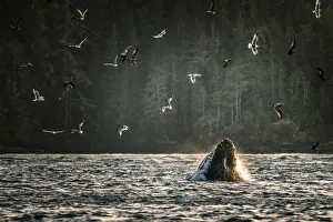 Wild Humpback Whale feeding at broughton archipelago, Vancouver Island, British Columbia Wild Humpback Whale feeding at broughton archipelago, Vancouver Island, British Columbia